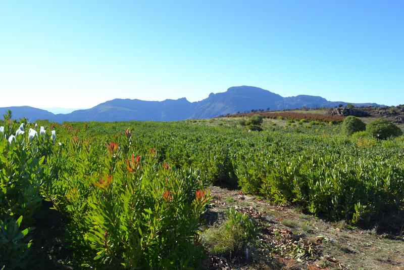 5 Bedroom Property for Sale in Piketberg Rural Western Cape